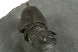 Pelagic Trilobite (Cyclopyge) Fossil - Huge Eyes #344601-4